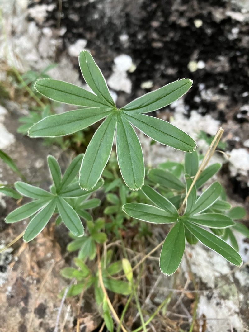 Alchemilla hoppeana photo 4