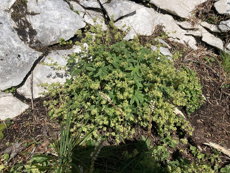 Alchemilla hoppeana photo 5