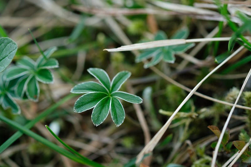 Alchemilla hoppeana photo 7