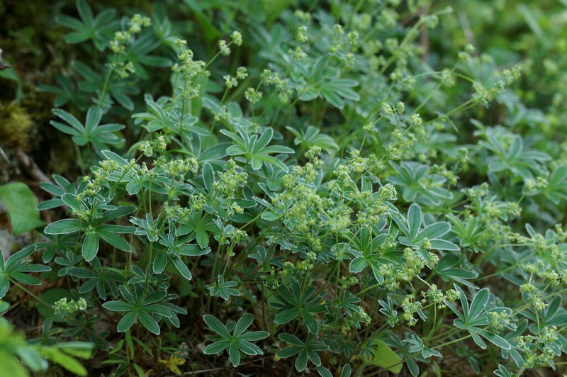 Alchemilla hoppeana photo 8