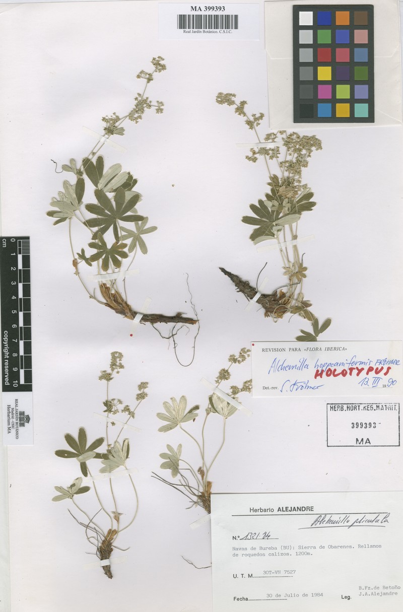 Alchemilla hoppeaniformis