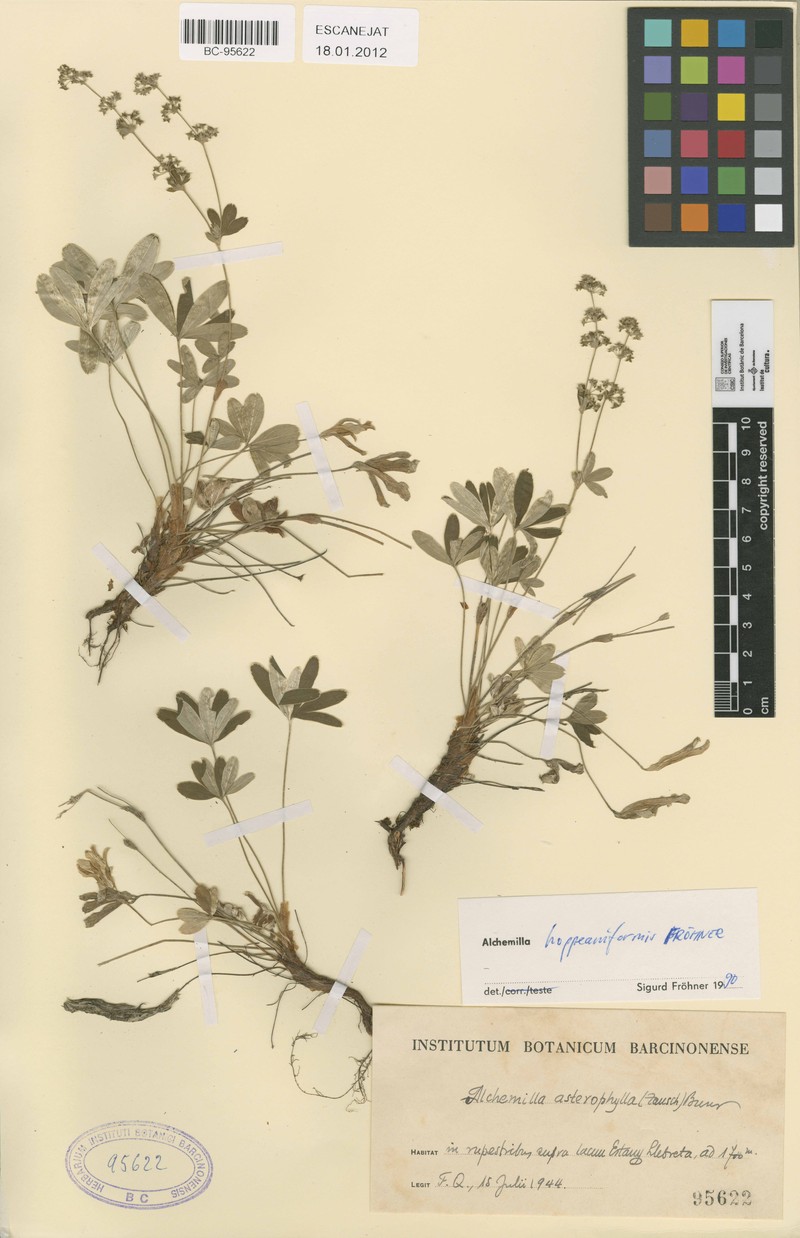 Alchemilla hoppeaniformis photo 2