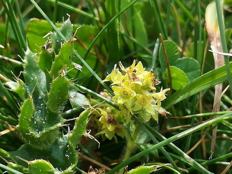 Alchemilla lapeyrousii