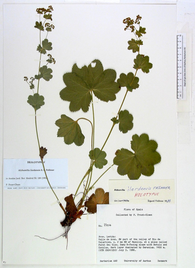 Alchemilla ilerdensis