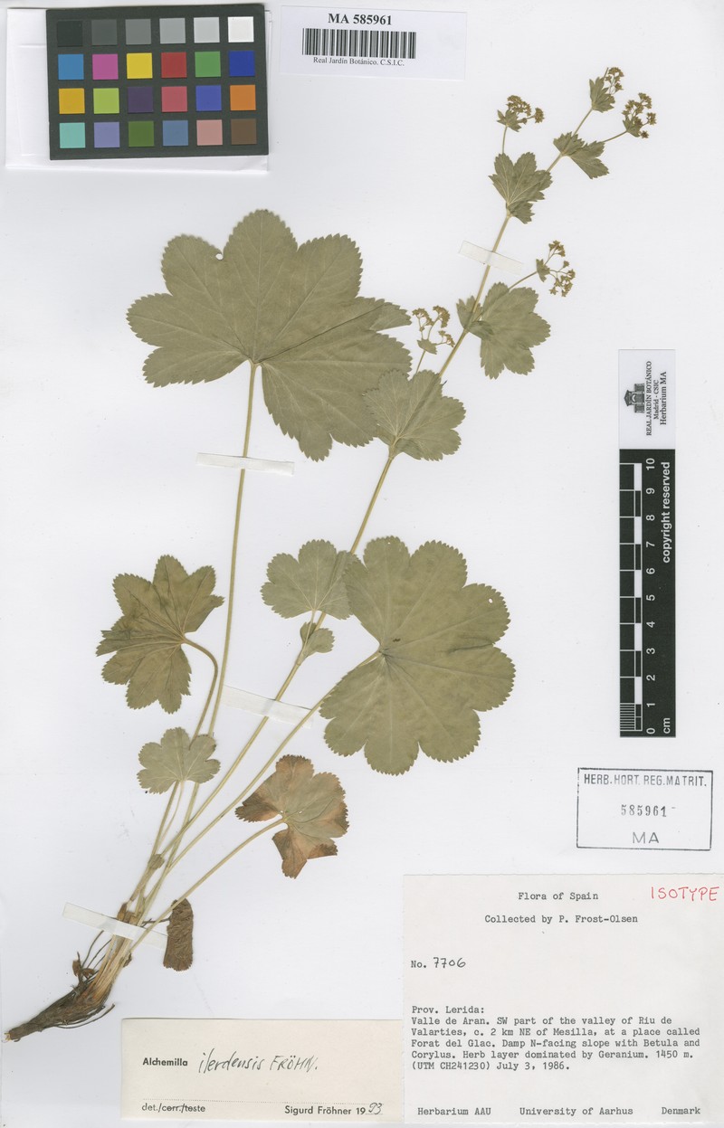 Alchemilla ilerdensis photo 2