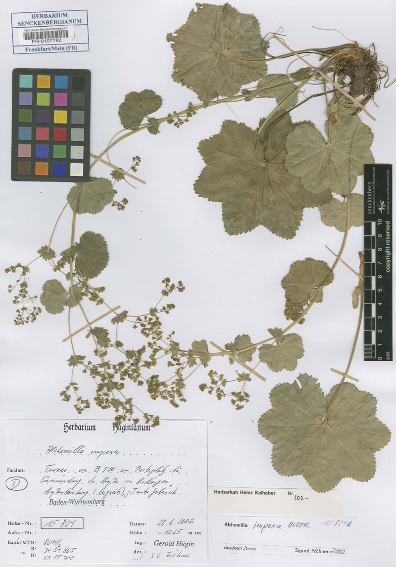 Alchemilla impexa