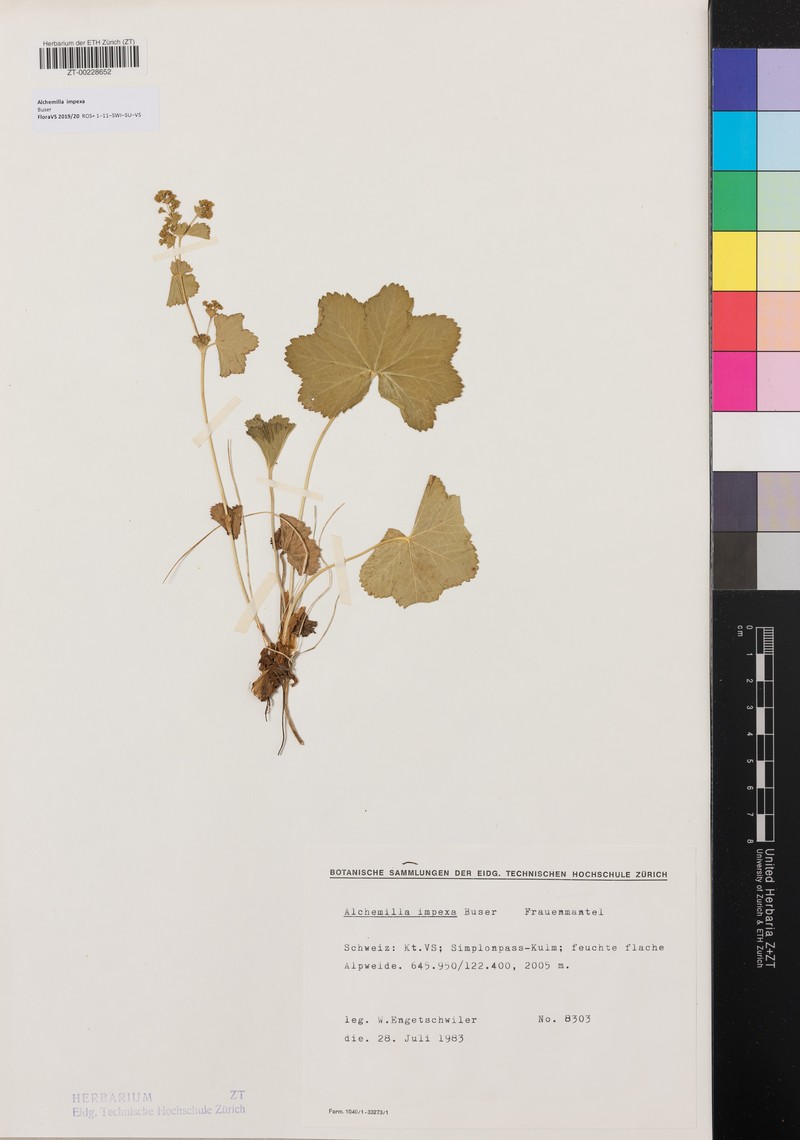 Alchemilla impexa photo 2