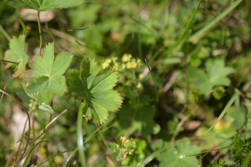 Alchemilla incisa