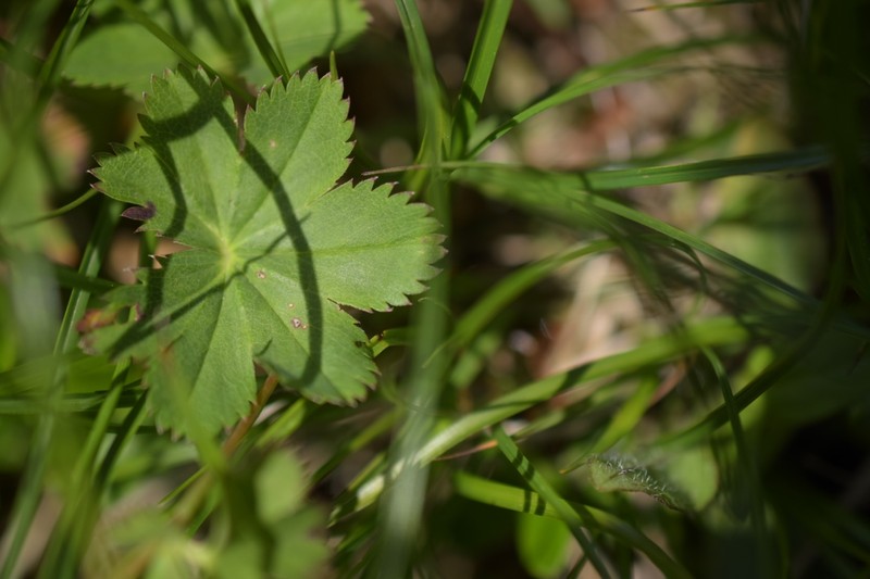 Alchemilla incisa photo 2