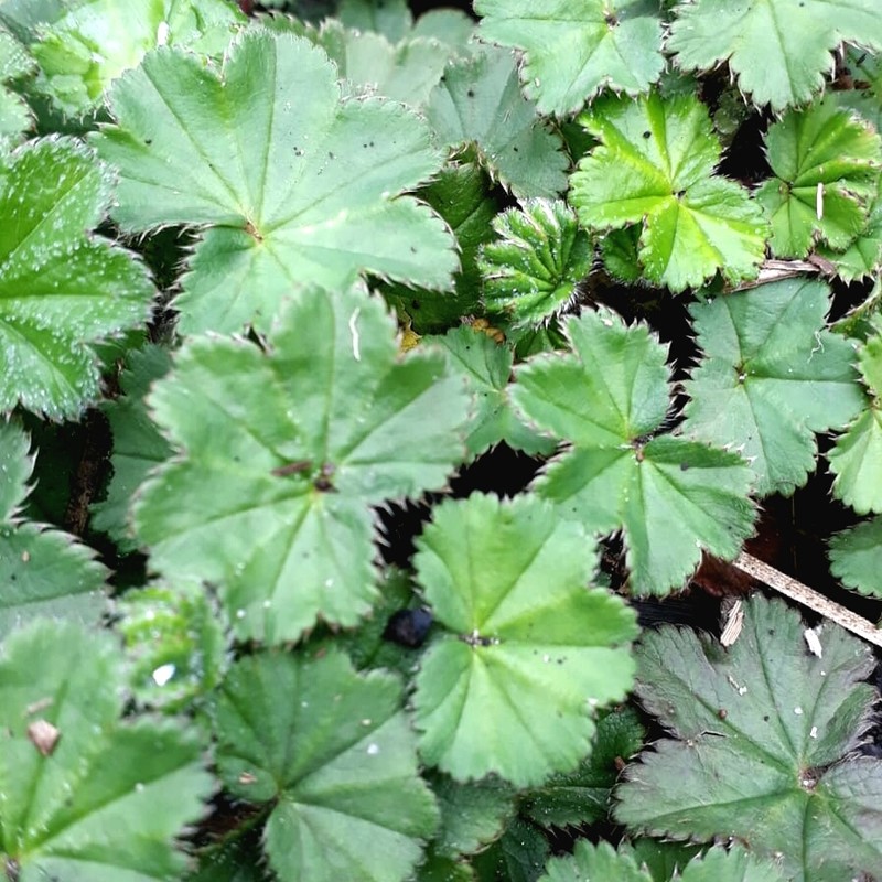 Alchemilla indica photo 2