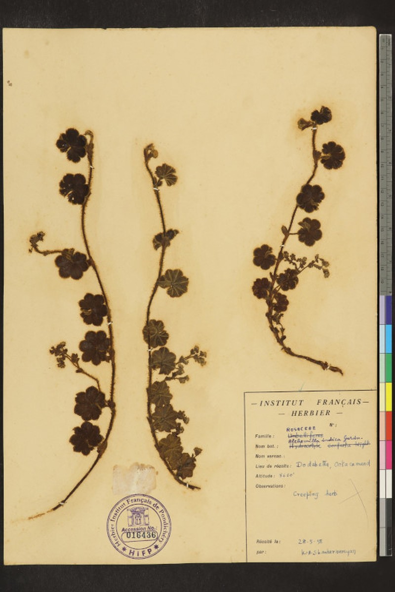Alchemilla indica photo 4