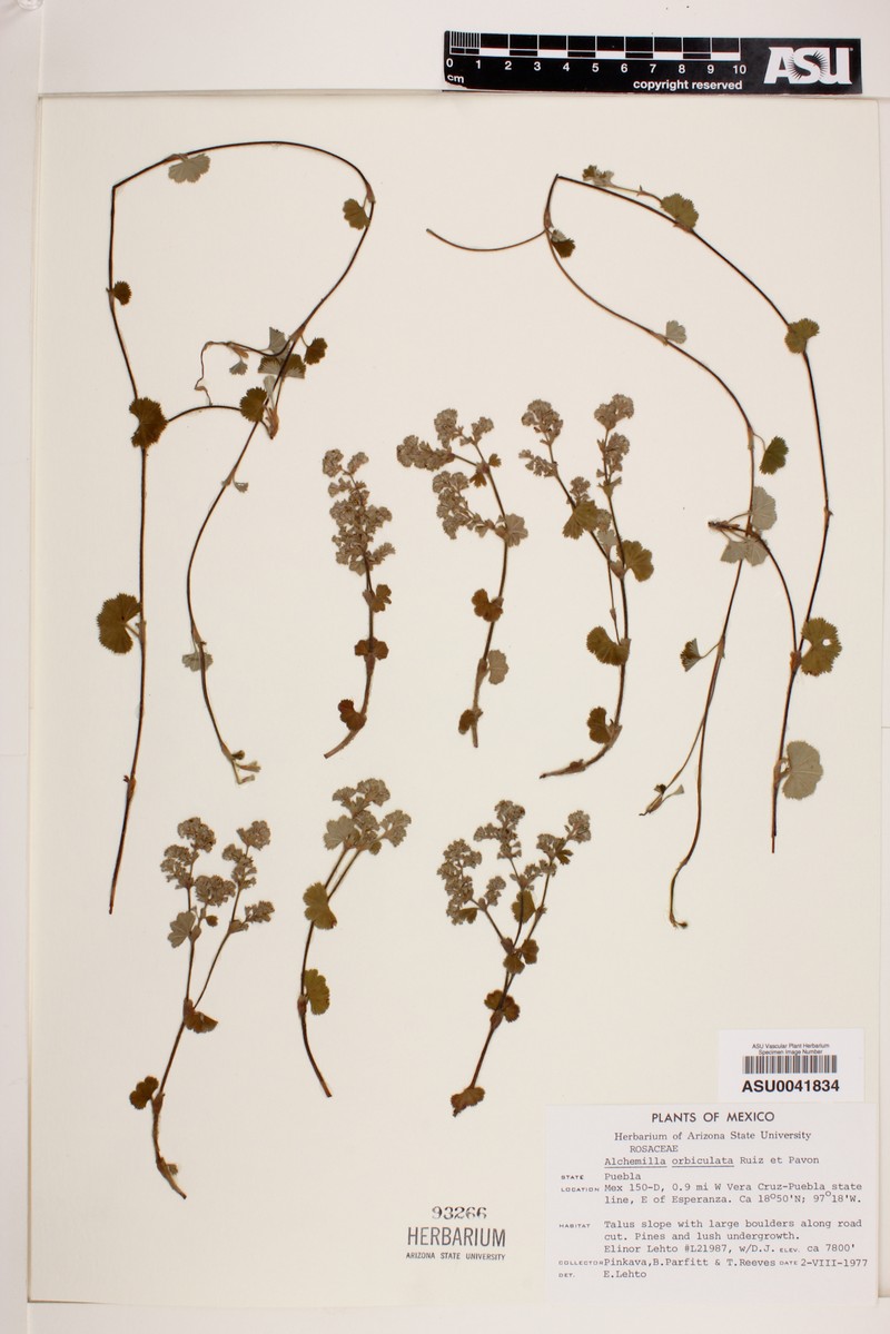 Alchemilla indivisa