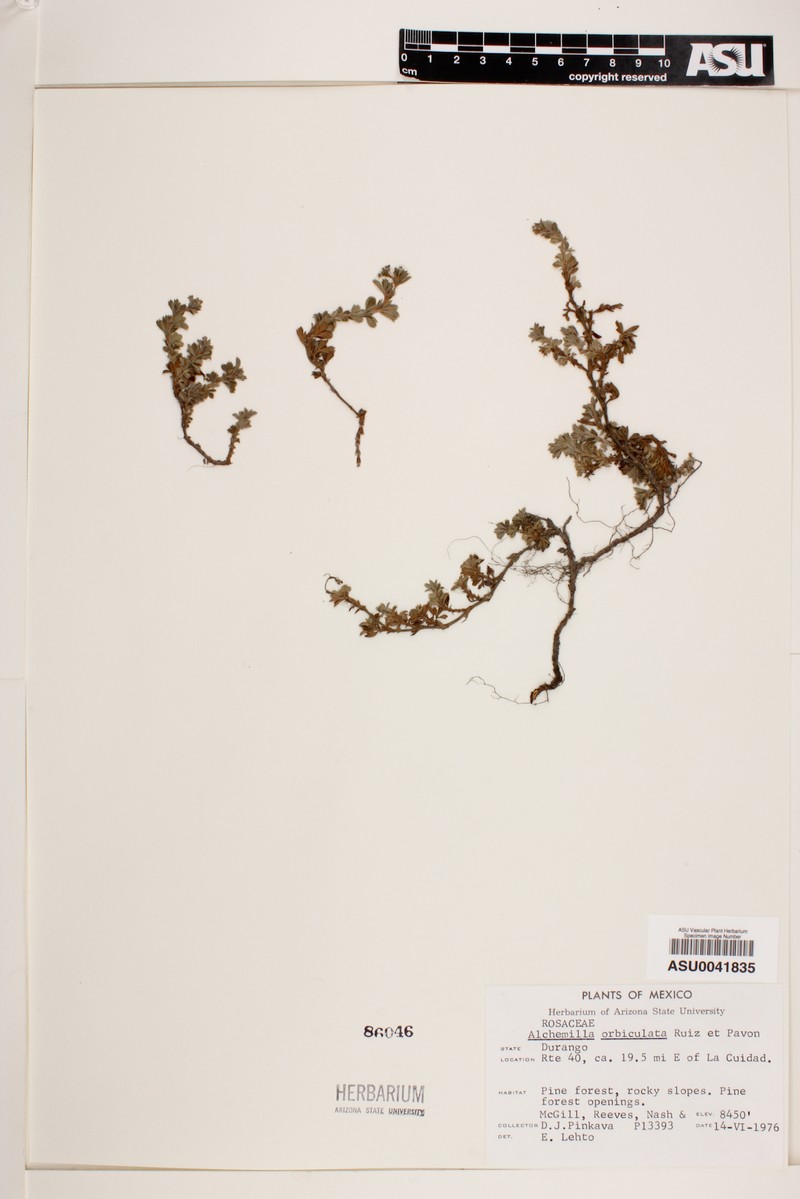 Alchemilla indivisa photo 2