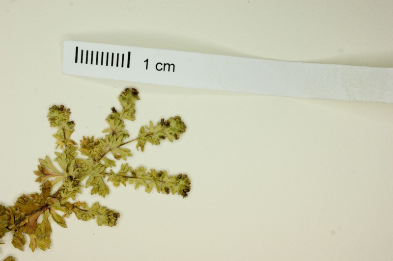 Alchemilla indivisa photo 3