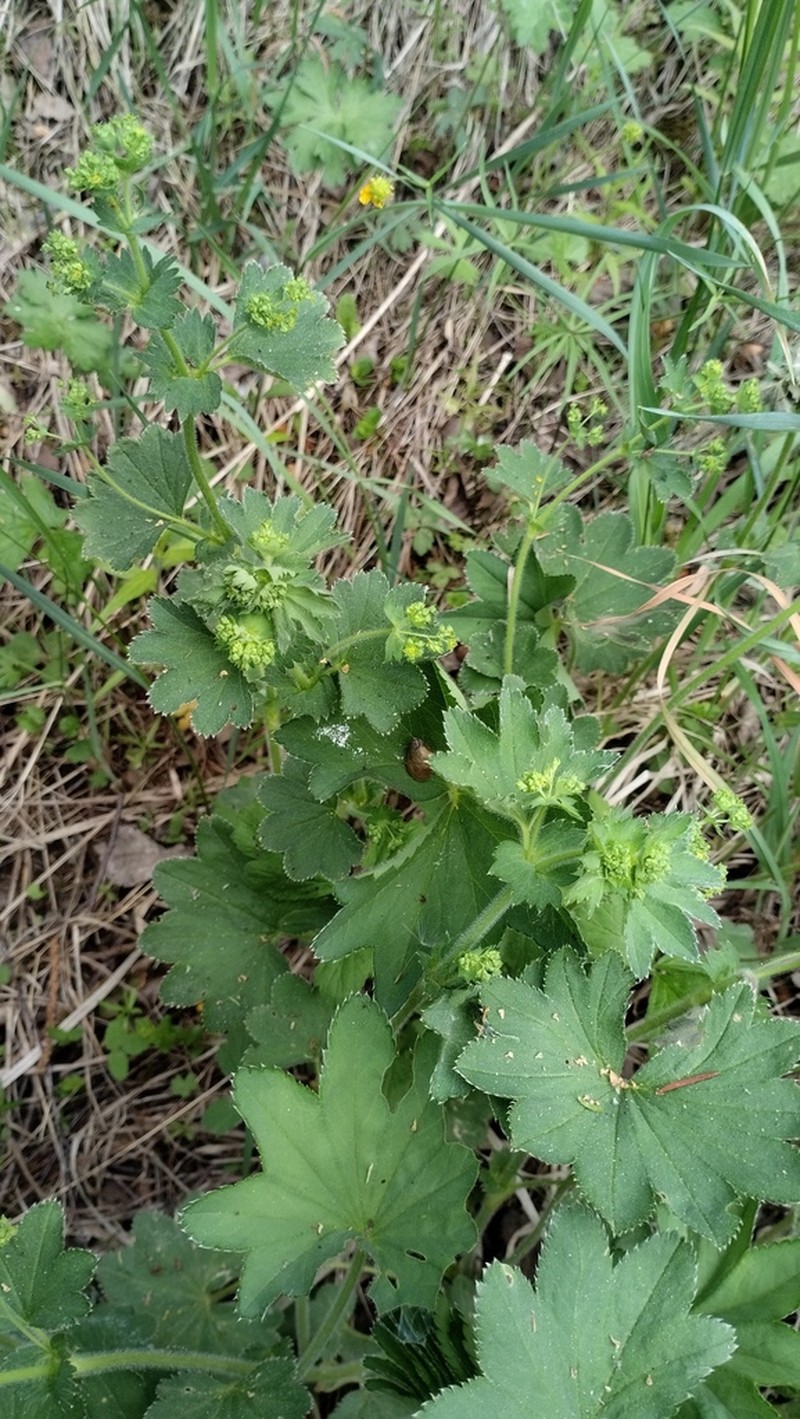 Alchemilla integribasis