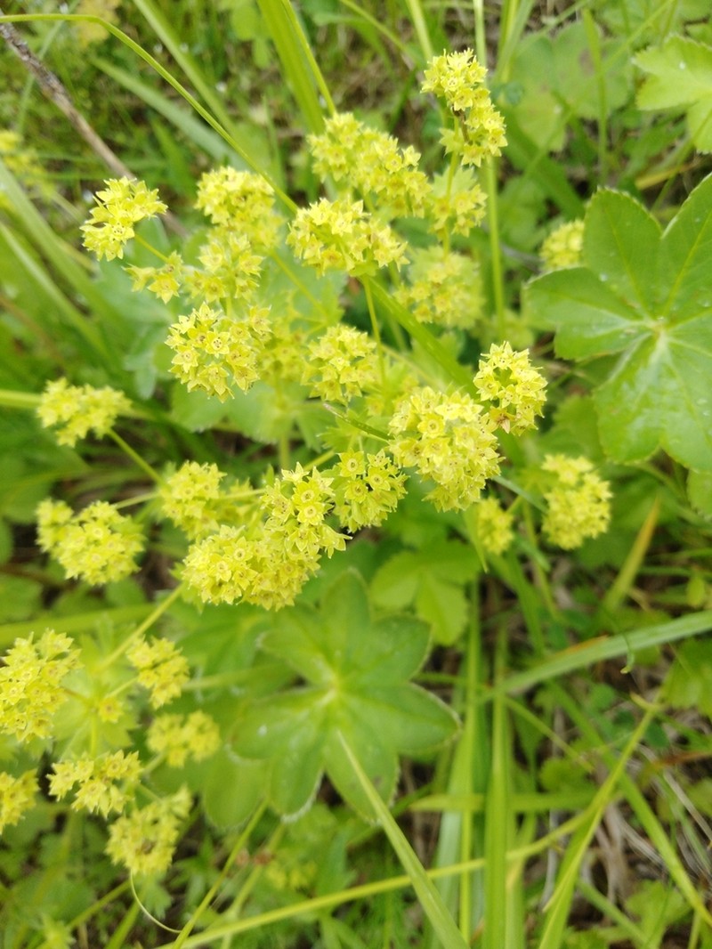 Alchemilla integribasis photo 2