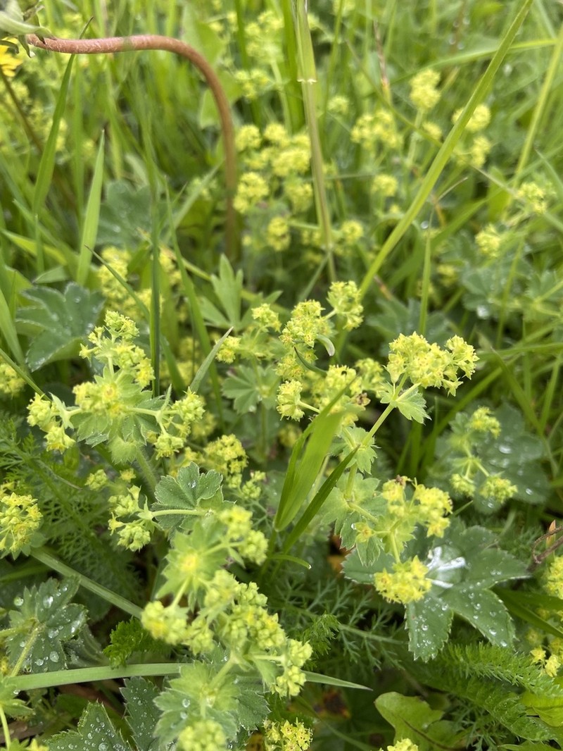 Alchemilla integribasis photo 4