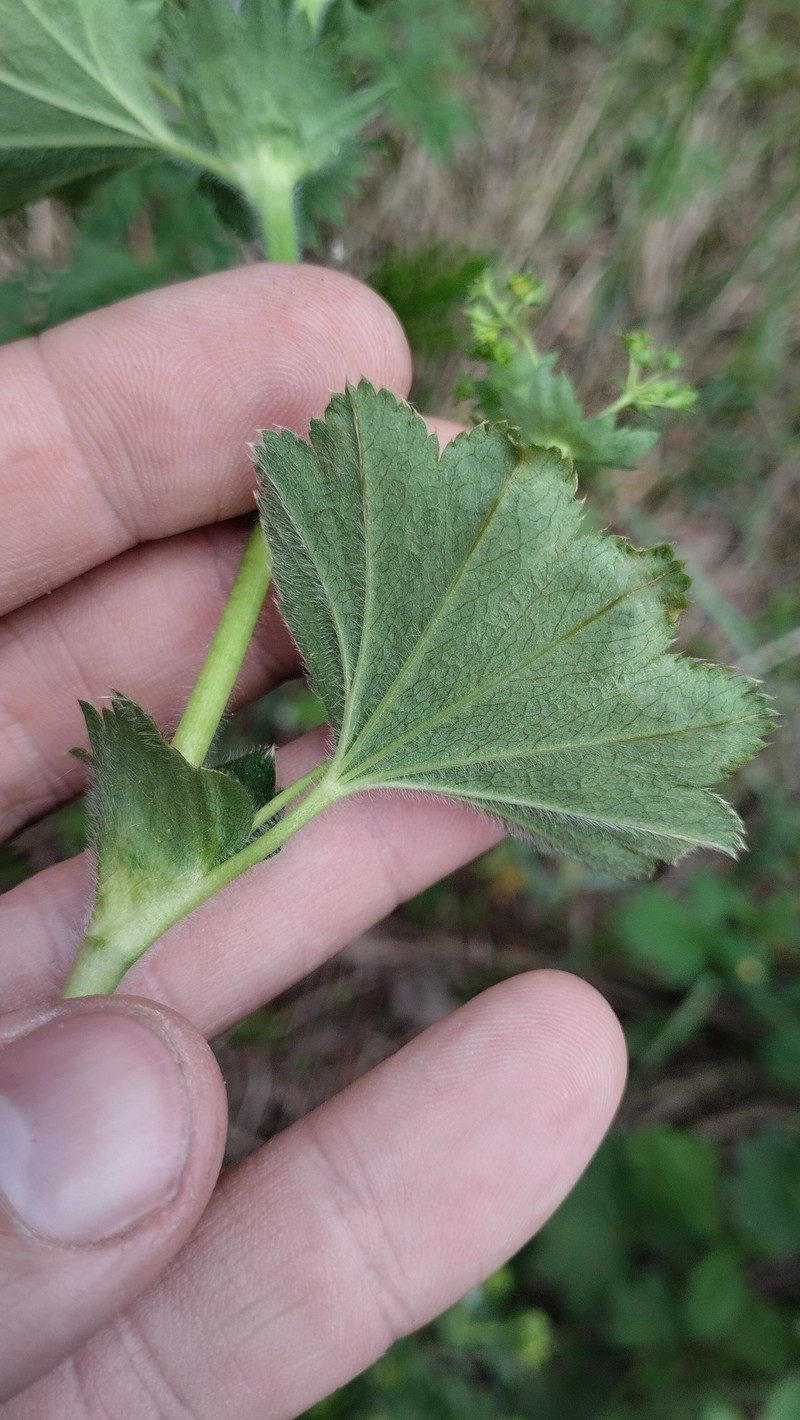 Alchemilla integribasis photo 5