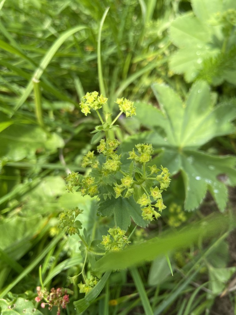 Alchemilla integribasis photo 6