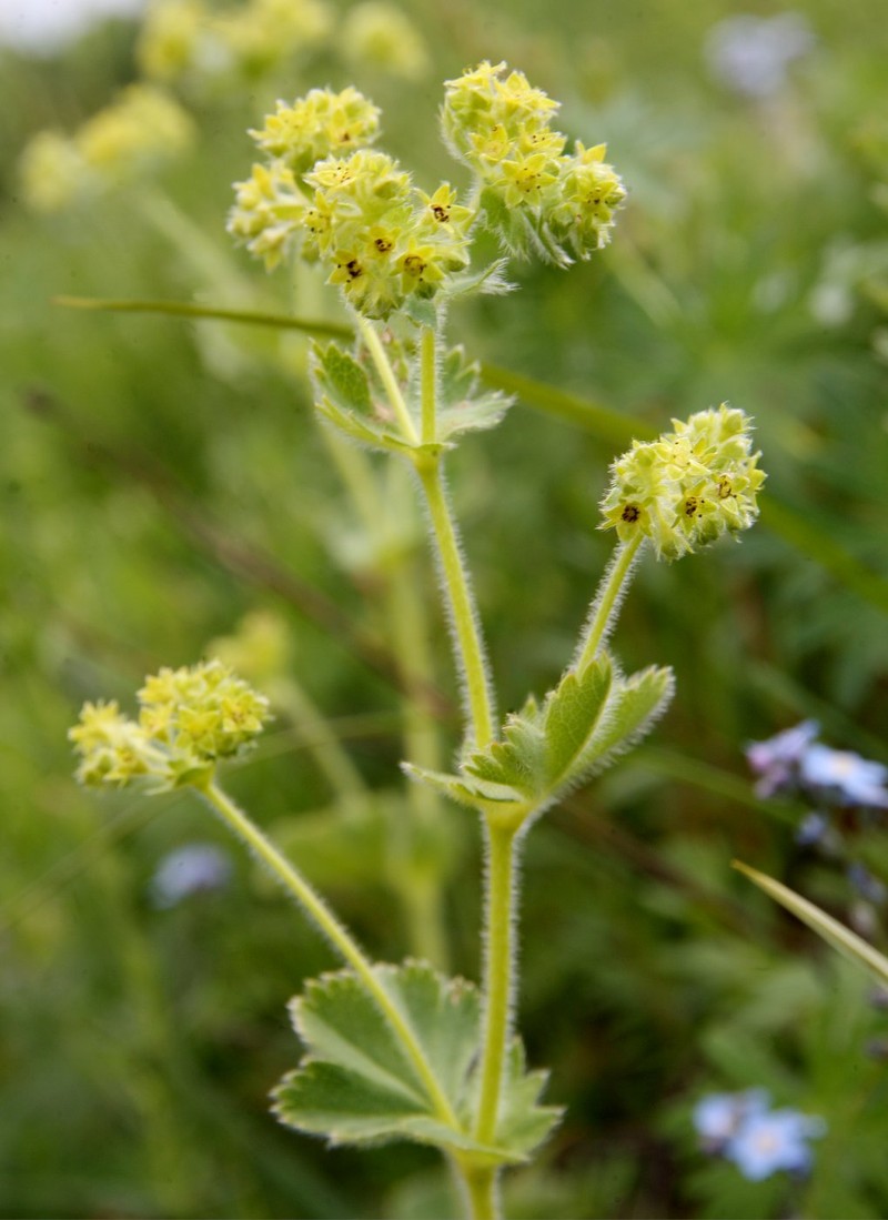 Alchemilla jailae