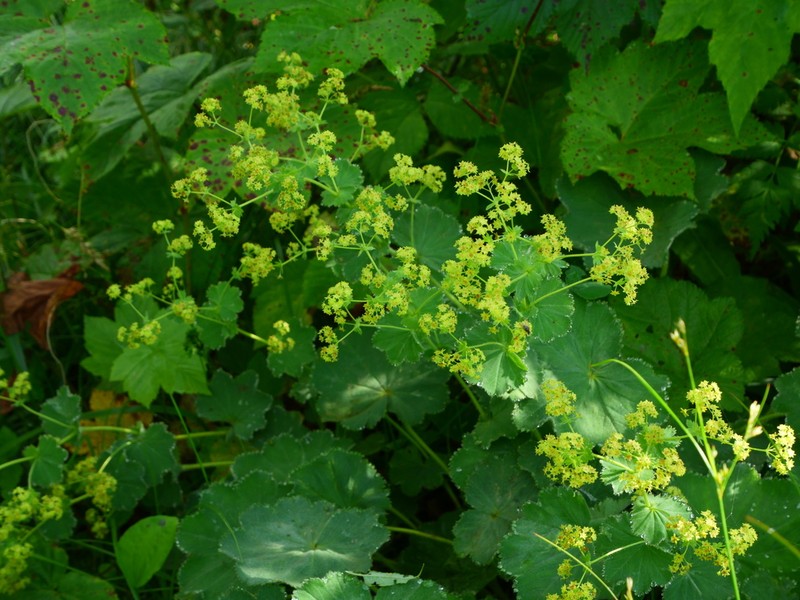 Alchemilla japonica