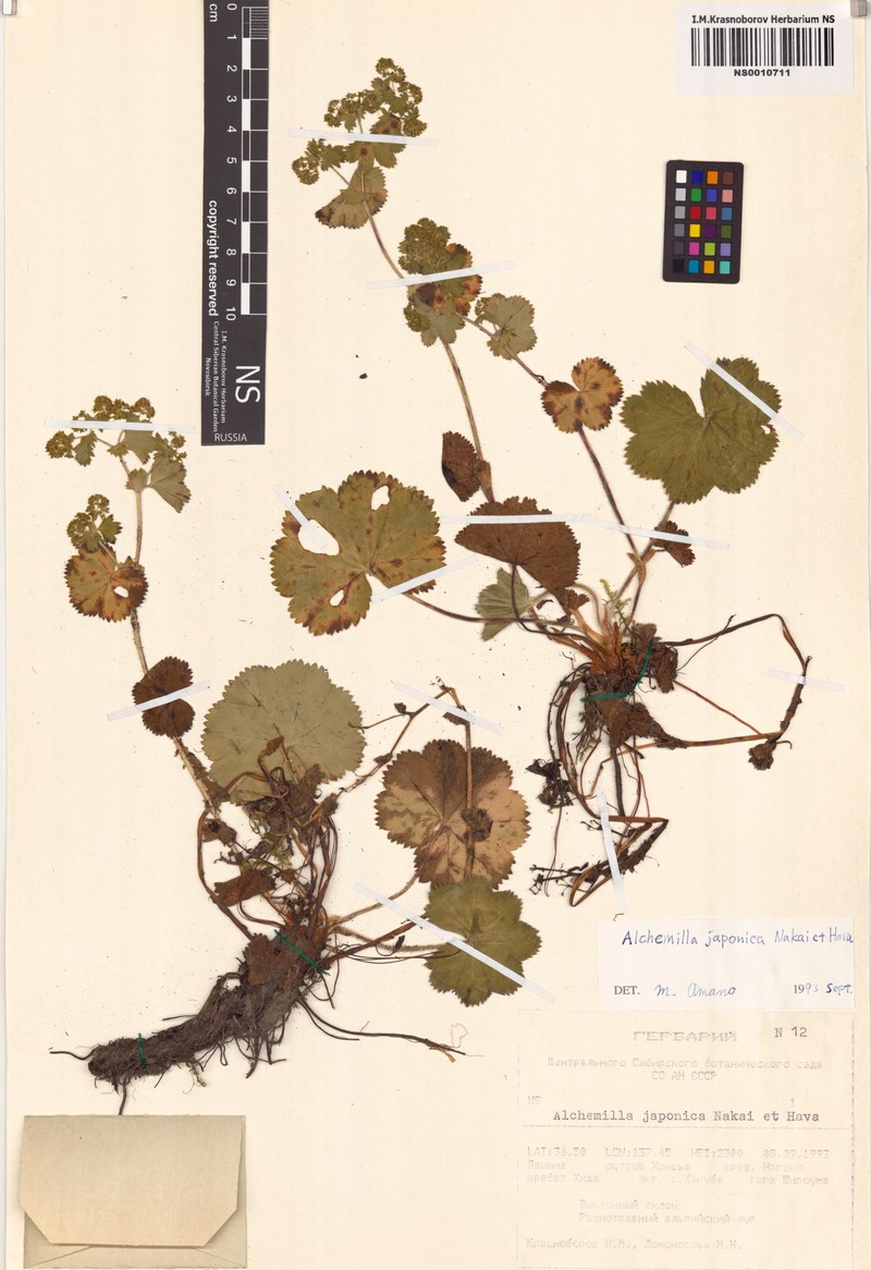 Alchemilla japonica photo 3
