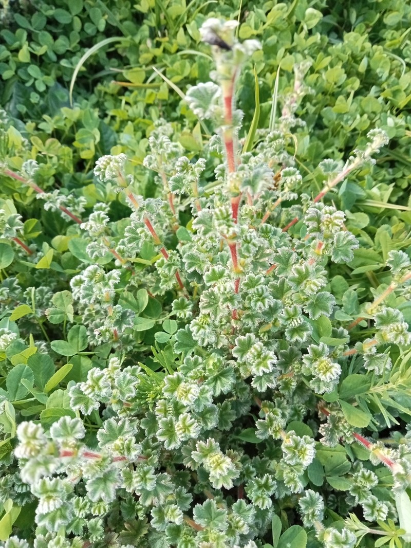 Alchemilla johnstonii