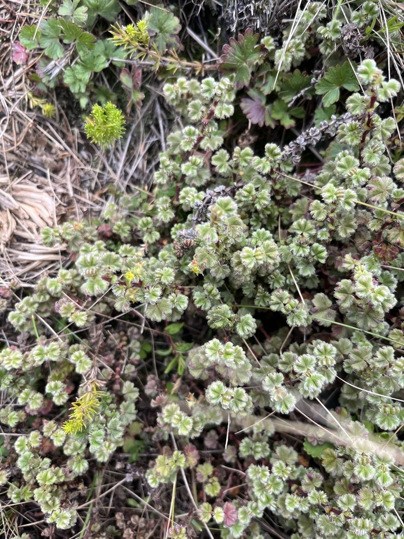 Alchemilla johnstonii photo 2