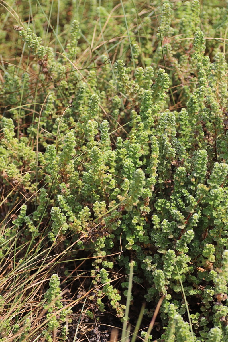 Alchemilla johnstonii photo 3