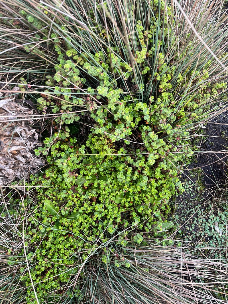 Alchemilla johnstonii photo 4