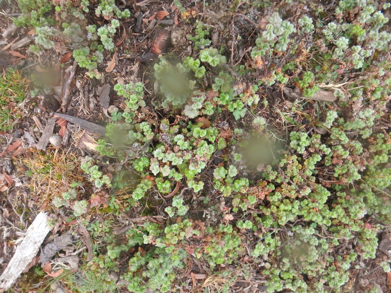 Alchemilla johnstonii photo 5
