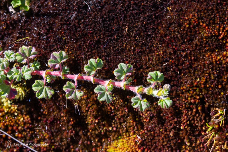 Alchemilla johnstonii photo 6
