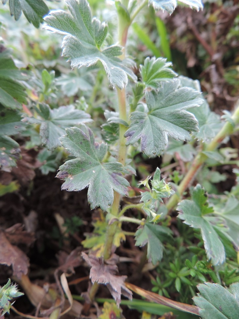 Alchemilla johnstonii photo 7
