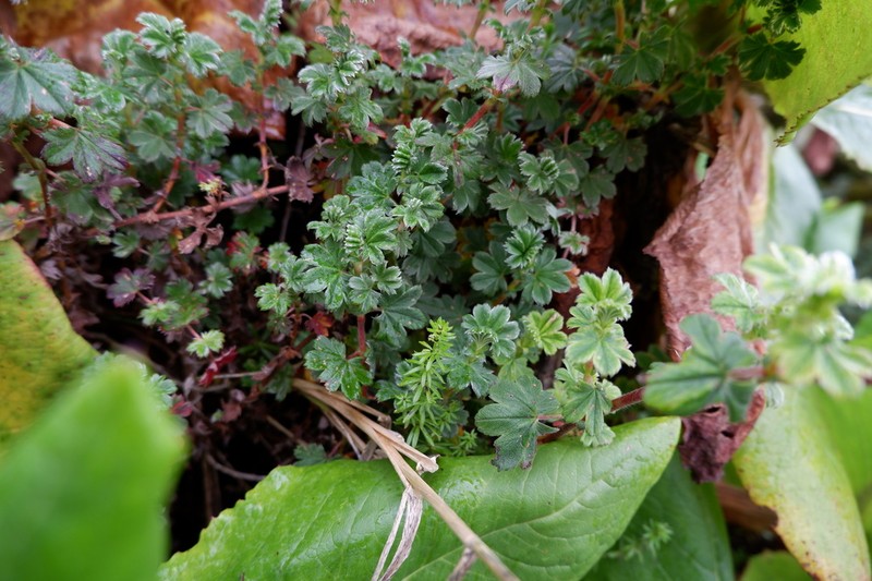Alchemilla johnstonii photo 8