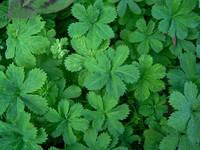 Alchemilla kiwuensis