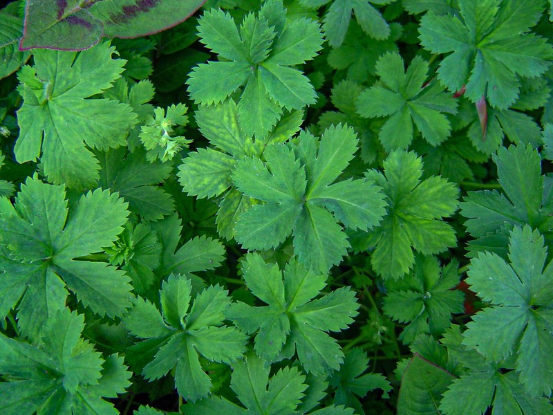 Alchemilla kiwuensis