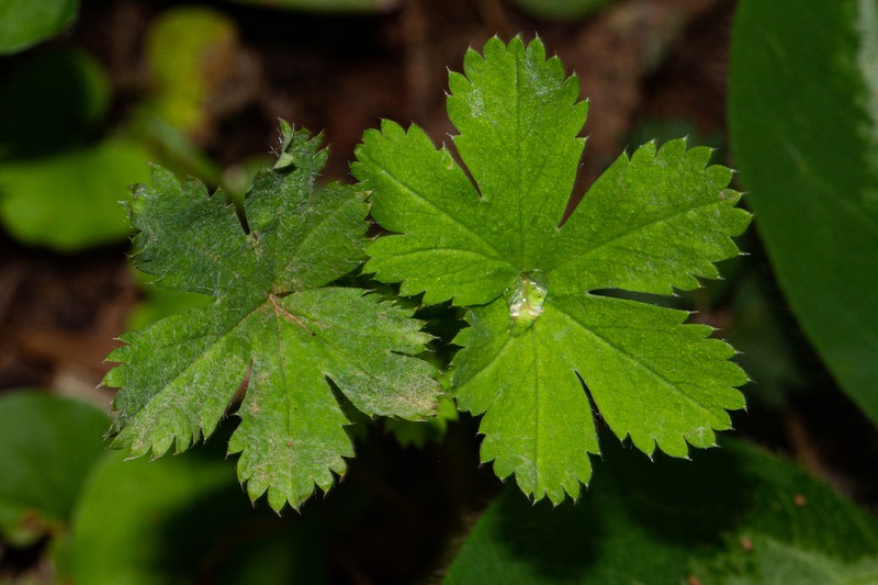Alchemilla kiwuensis photo 3