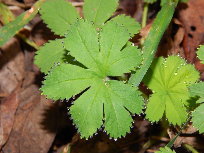 Alchemilla kiwuensis photo 4