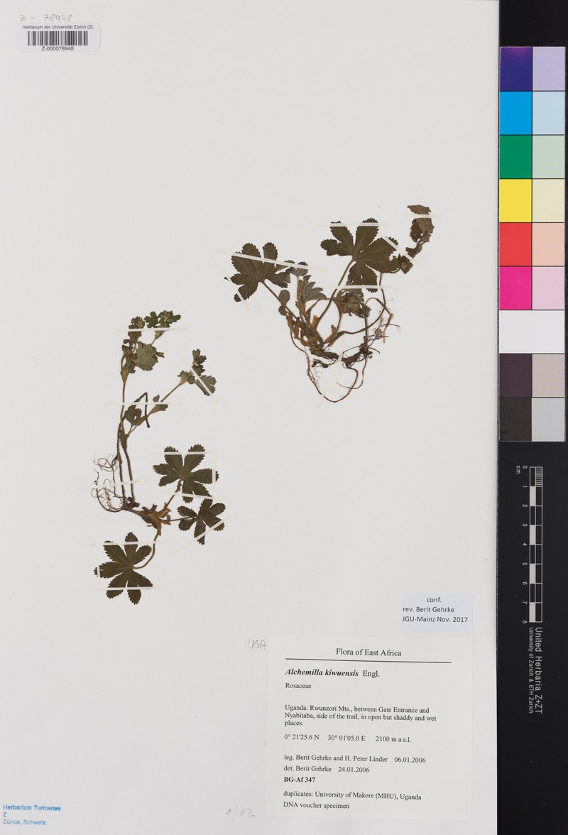 Alchemilla kiwuensis photo 6