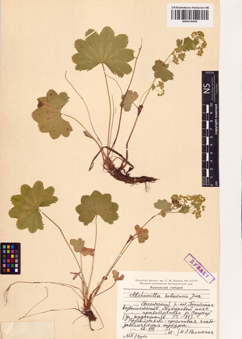 Alchemilla kolaensis