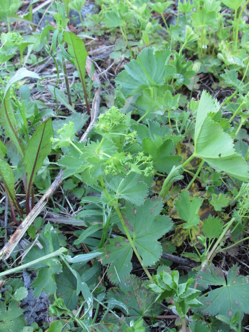 Alchemilla krylovii