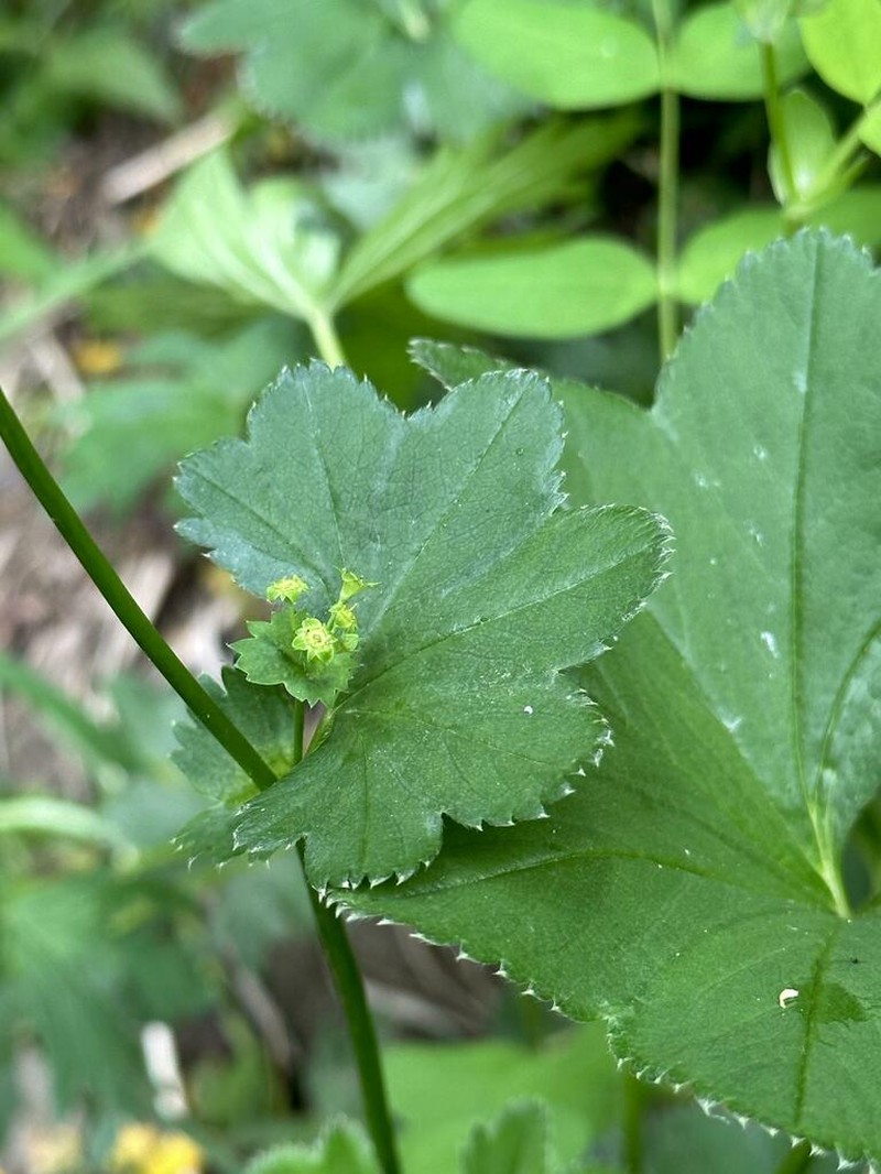 Alchemilla krylovii photo 2