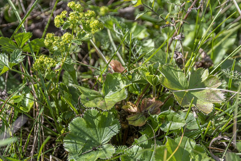 Alchemilla krylovii photo 3