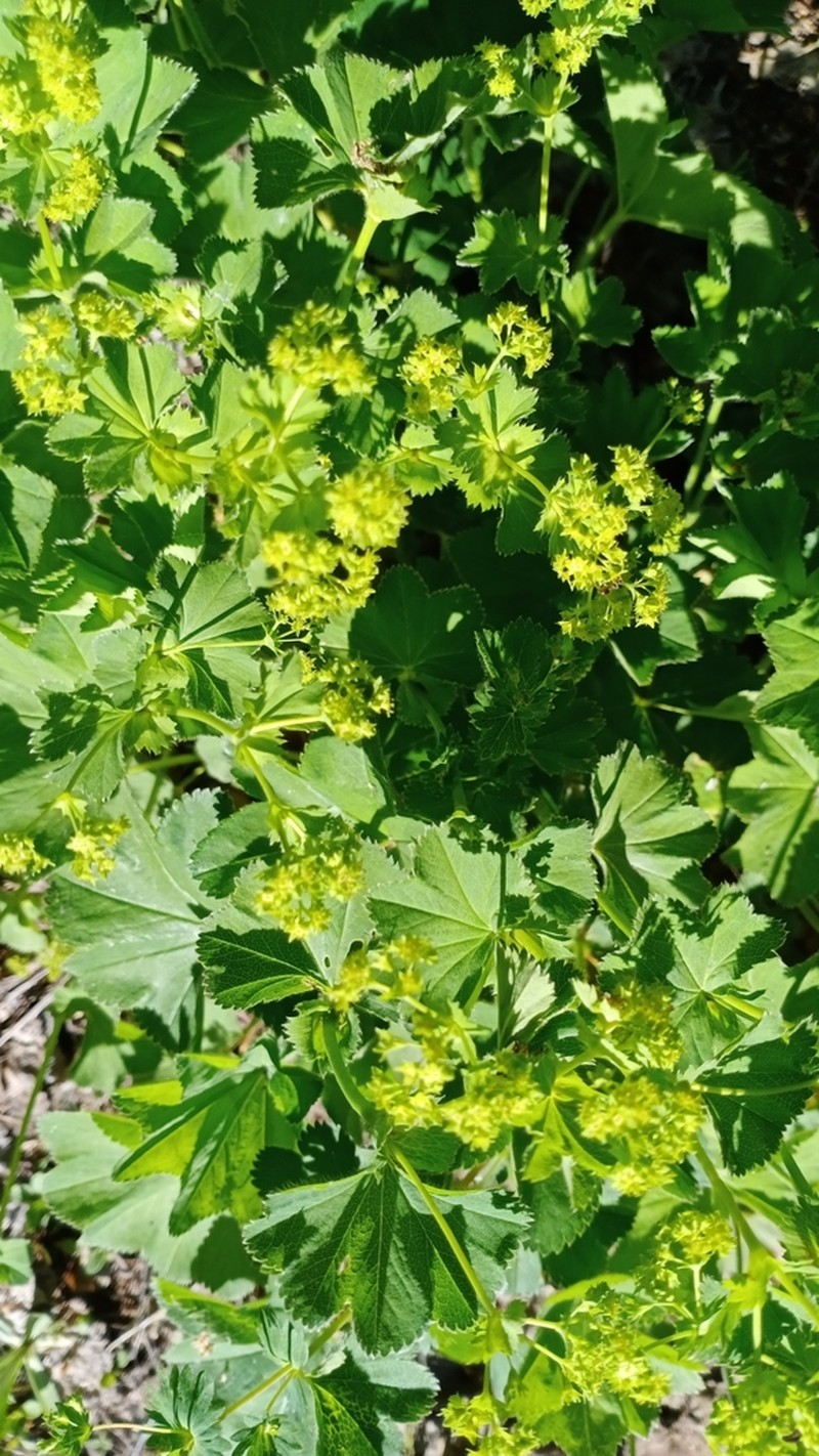 Alchemilla krylovii photo 4