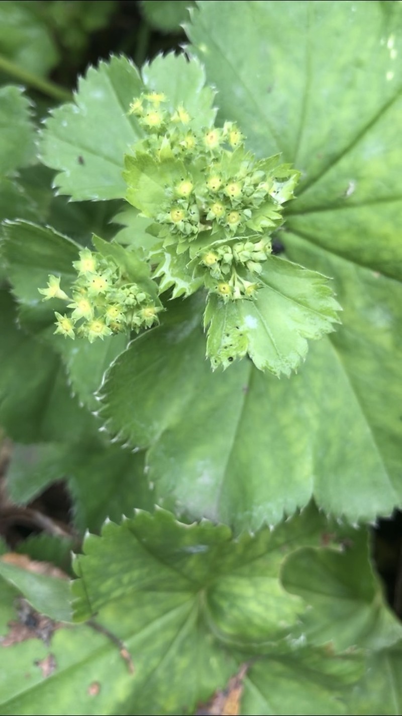 Alchemilla krylovii photo 5