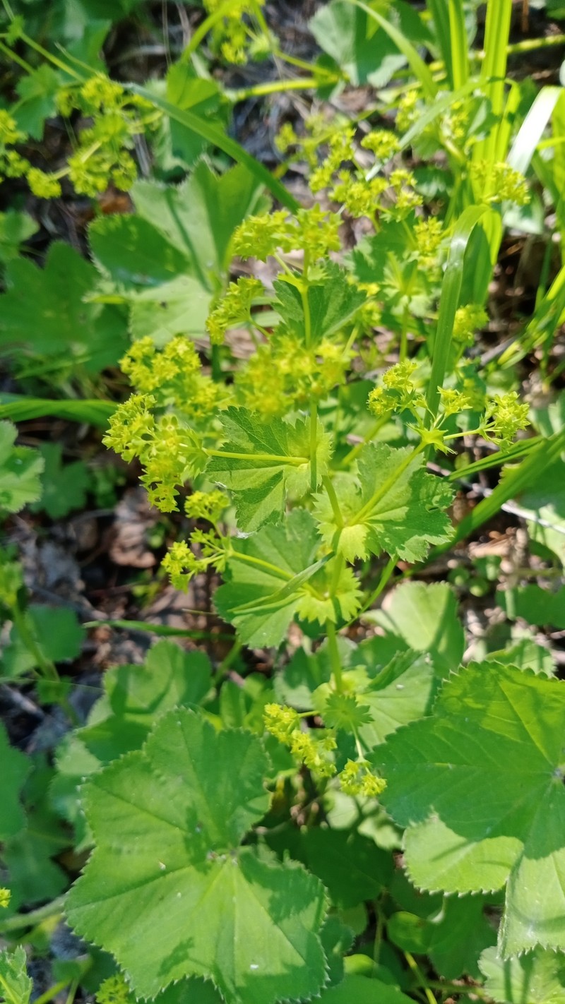 Alchemilla krylovii photo 6