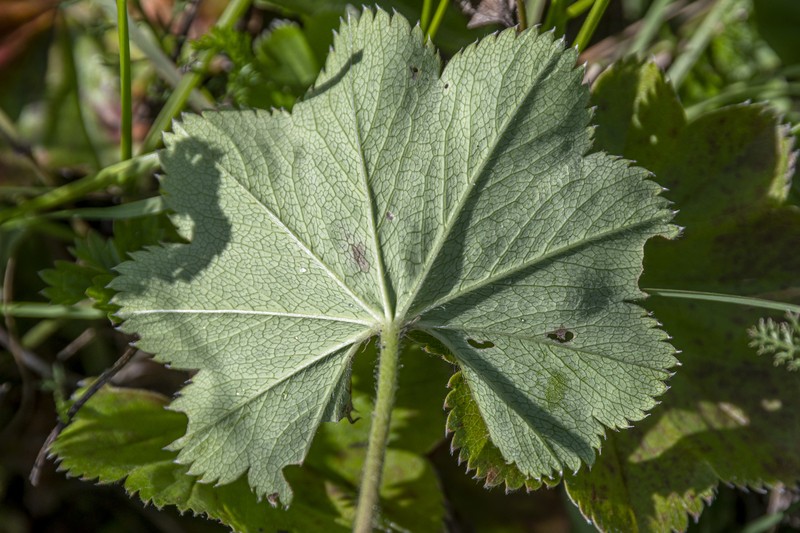Alchemilla krylovii photo 7