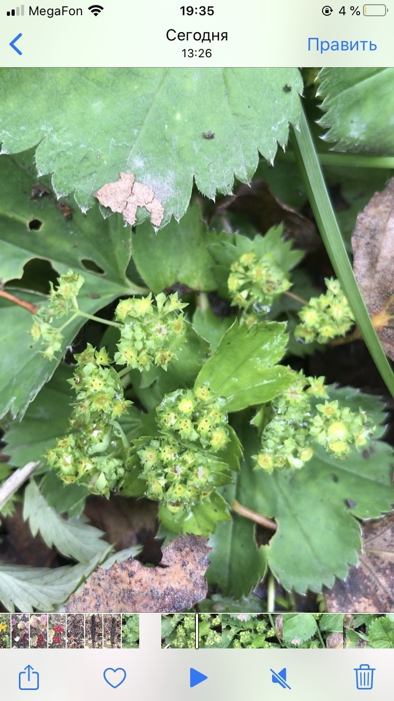 Alchemilla krylovii photo 8