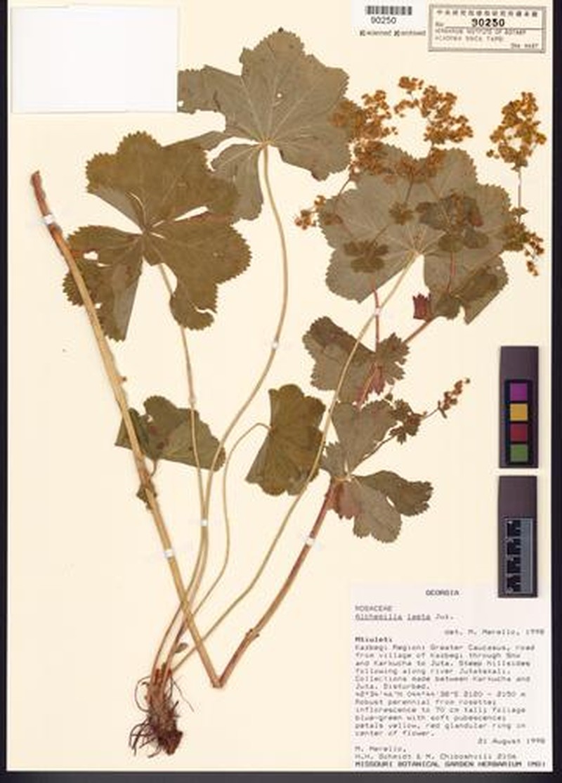 Alchemilla laeta