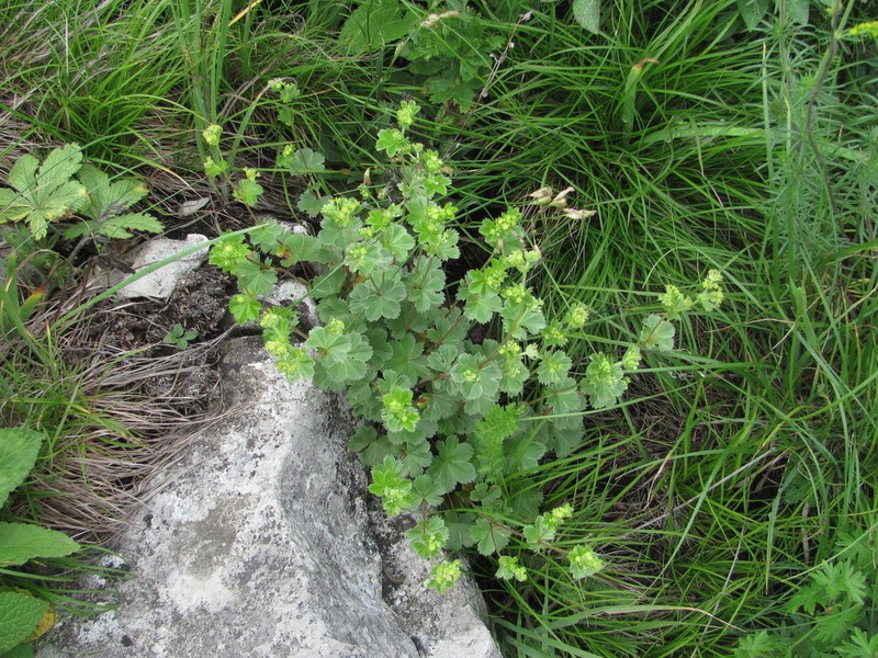 Alchemilla languida